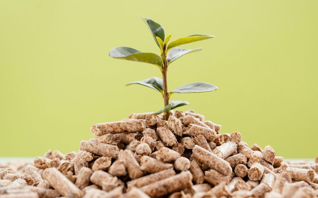 A Comprehensive Guide to Understanding What is Biomass Energy
